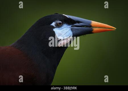 Mexique faune. Montezuma Oropendola, Psarocolius montezuma, portrait d'oiseau exotique du Mexique, marron avec tête noire et bec orange, vert clair Banque D'Images