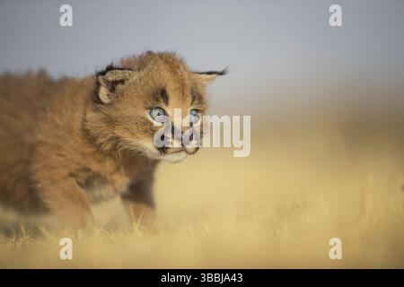 Caracal (Caracal Caracal) portrait de petit, Castille-la Manche, Espagne, Europe Banque D'Images