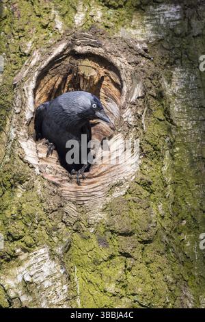 Jackdaw occidental (Coloeus monedula) dans le trou de nidification, Espagne, Europe Banque D'Images