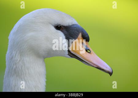 Hoeckerschwan (Cygnus olor), Mute Swan, adultes Weibchen, Portrait, mai, Oberhausen, Rhénanie-du-Nord-Westphalie, Allemagne Banque D'Images