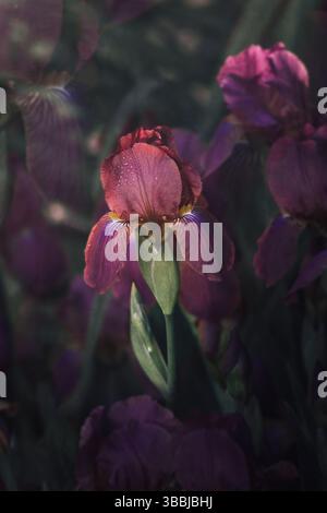 Gros plan d'une fleur d'iris pourpre avec des gouttes de rosée visibles sur les pétales. Tourné dans une lumière naturelle douce, vue de face, avec un fond floral foncé. Banque D'Images