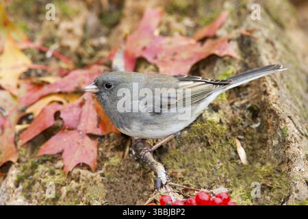 Aux yeux foncés Junco Junco hyemalis Minneapolis, Minnesota, États-Unis 4 novembre femme adulte Emberizidae Slate-Colour Junco Banque D'Images