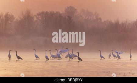 Groupe Grande aigrette (Ardea alba), Saxe-Anhalt, Allemagne, Europe Banque D'Images
