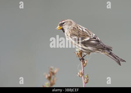 Redpoll - Taiga-BIrkenzeisig - Carduelis flammea flammea, Allemagne, Europe Banque D'Images