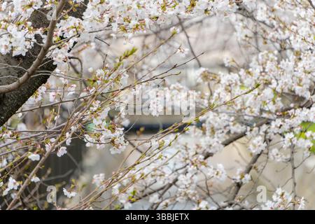 Fleurs de cerisier en pleine floraison sur les branches de printemps Banque D'Images