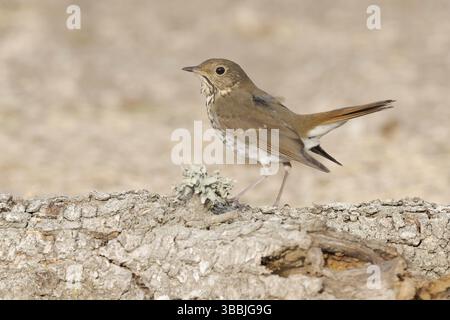 Muguet ermite (Catharus guttatus) perché sur une bûche, Californie, États-Unis, Amérique du Nord Banque D'Images