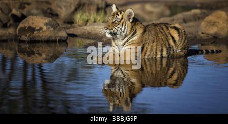 Tigre du Bengale (Panthera tigris) baignade immature dans un trou d'eau, captif, Philippolis, Afrique du Sud, Afrique Banque D'Images