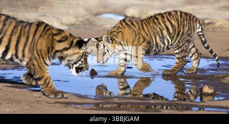 Tigre du Bengale (Panthera tigris) immature buvant dans un trou d'eau, captif, Philippolis, Afrique du Sud, Afrique Banque D'Images