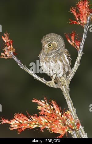 Elf Owl (Micrathene whitneyi), Arizona, États-Unis, Amérique du Nord Banque D'Images