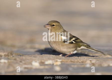 Chaffinch - Buchfink - Fringilla coelebs ssp. Coelebs, Espagne, femelle, Europe Banque D'Images