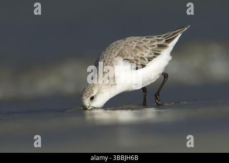 Sanderling (Calidris alba), Victoria, Australie, Océanie Banque D'Images