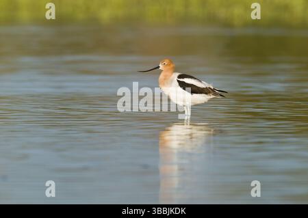 Avocet américain (Recurvirostra americana), Arizona, États-Unis, Amérique du Nord Banque D'Images