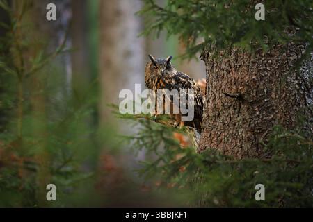 Hibou de l'aigle eurasien avec de grands yeux orange, Allemagne. Oiseau en bois d'automne, belle lumière du soleil entre les arbres. Scène sauvage de la nature. Grand hibou dans f Banque D'Images