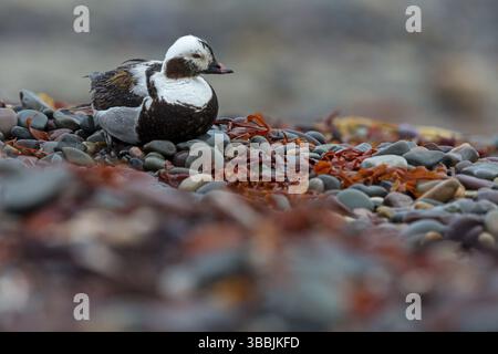 Eisente, canard à longue queue, Oldsquaw, Clangula hyemalis, Harelde boreale, Harelde de Miquelon, Pato Havelda Banque D'Images