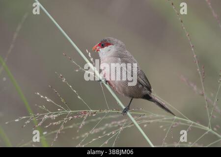 Bec de cire commun (Estrilda astrild), Masai Mara, Kenya, Afrique Banque D'Images