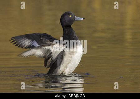 Canard touffeté (Aythya fuligula) mâle, Colombie-Britannique, Canada, Amérique du Nord Banque D'Images