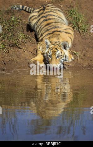Tigre du Bengale (Panthera tigris) immature buvant dans un trou d'eau, captif, Philippolis, Afrique du Sud, Afrique Banque D'Images