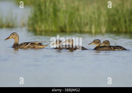 Pelle du Nord (Spatula clypeata) femelle avec juvéniles, Schleswig-Holstein, Allemagne, Europe Banque D'Images