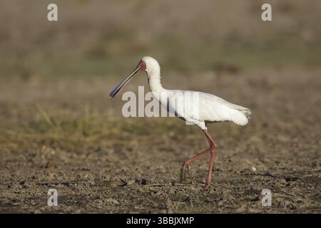 African Spoonbill (Platalea alba) butinage, Chobe, Botswana, Afrique Banque D'Images