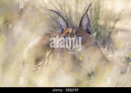 Portrait de Caracal (Caracal Caracal), Castille-la Manche, Espagne, Europe Banque D'Images