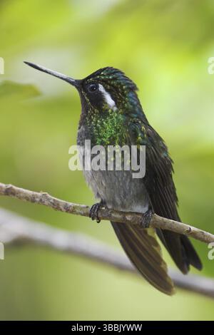 Mâle Mountaingem (Lampornis calolaemus) à gorge violette perché sur une branche, Costa Rica, Amérique centrale Banque D'Images