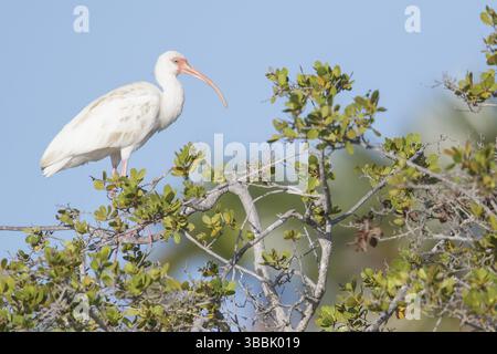 Ibis blanc (Eudocimus albus) perché sur une branche à Cuba Banque D'Images