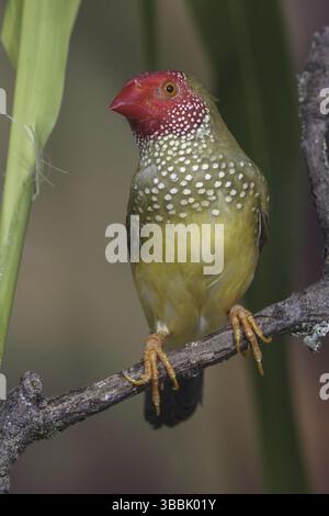 Star Finch (Neochmia ruficauda) Banque D'Images