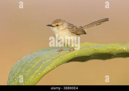 Streifenprinie, Paruline gracieuse, Prinia gracieuse, Prinia gracilis, Prinia gracile, Alzacola Gracil Banque D'Images