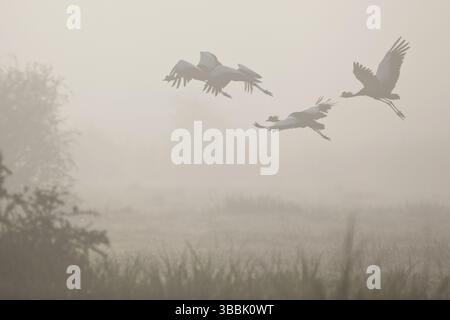 Grue à couronne noire (Balearica pavonina) volant, Bonga, Ethiopie, Afrique Banque D'Images