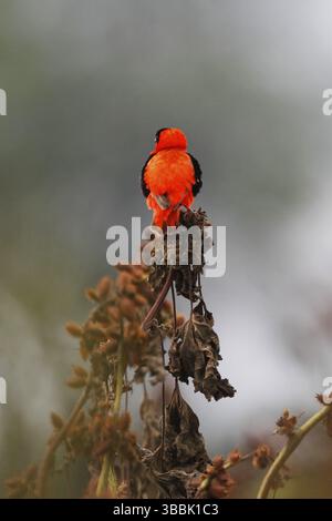 Évêque rouge du Nord, Euplectes franciscanus Banque D'Images