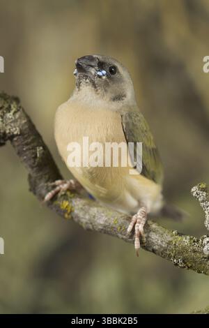 Finnois gouldien (Erythrura gouldiae) juvénile Banque D'Images