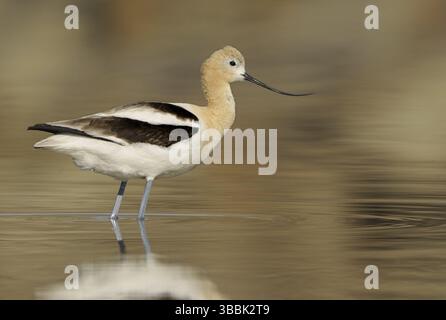 Avocet américain (Recurvirostra americana), Alberta, Canada, Amérique du Nord Banque D'Images