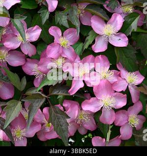Fleurs de printemps rose vif de clématite montana Freda UK jardin mai Banque D'Images