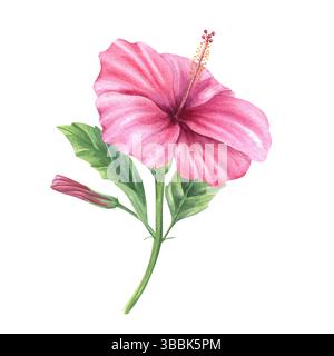 Fleur d'hibiscus rose aquarelle délicate avec pétales en fleurs, bourgeon et feuilles vertes illustration arrière-plan isolé. Fleur de rose chinoise Banque D'Images