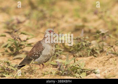 Pigeon moucheté (Columba Guinea), Gambie, Afrique Banque D'Images