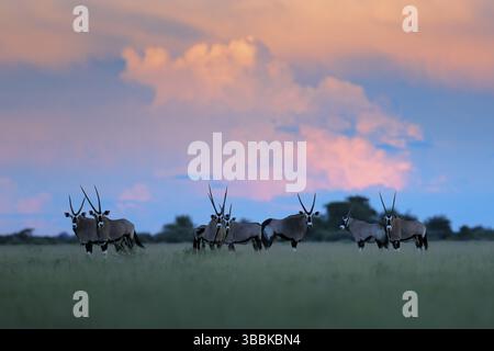 Troupeau de gemsbok avec nuages de tempête roses, coucher de soleil en soirée. Gembuck, Oryx gazella, grande antilope dans un habitat d'ouverture, herbe médow, Nxai Pan, Botswana, Afr Banque D'Images