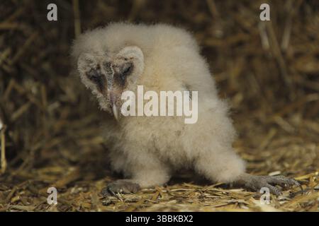 Chouette de l'Ouest (Tyto alba) juvénile, basse-Saxe, Allemagne, Europe Banque D'Images