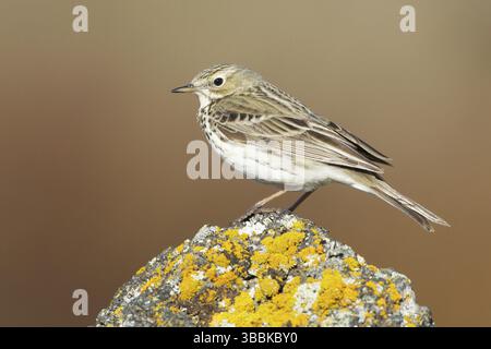 Pipit de prairie (Anthus pratensis), Islande, Europe Banque D'Images