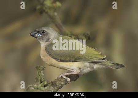 Finnois gouldien (Erythrura gouldiae) juvénile Banque D'Images
