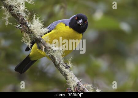 Hooded Mountain-Tanager (Buthraupis montana) perché sur une branche en Équateur, Amérique du Sud Banque D'Images
