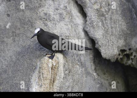 Noddy noir (Anous minutus), île de l'Ascension Banque D'Images