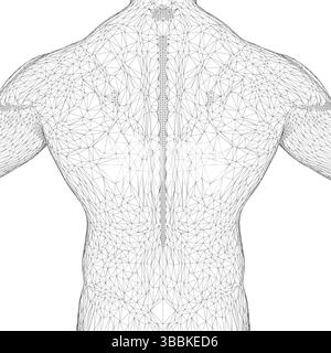 Le dos d'un homme est représenté en noir et blanc. L'image est un dessin généré par ordinateur du corps d'un homme. Le dos est recouvert d'une toile de lignes, ce qui lui donne Illustration de Vecteur