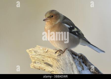 Chaffinch commun (Fringilla coelebs) mâle, Rhénanie du Nord-Westphalie, Allemagne, Europe Banque D'Images