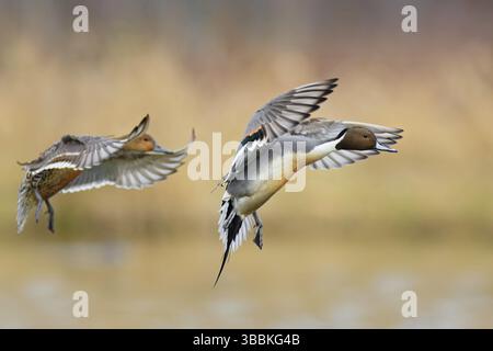 Pilon du Nord (Anas acuta) en paire, Colombie-Britannique, Canada, Amérique du Nord Banque D'Images