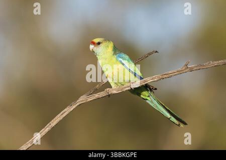 Mallee Ringneck (Barnardius zonarius barnardi), Nouvelle-Galles du Sud, Australie, Océanie Banque D'Images