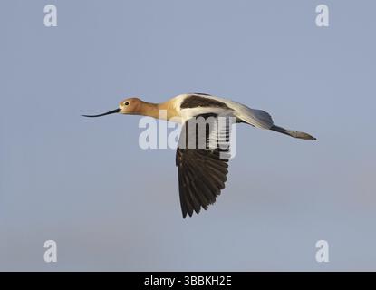 Avocet américain (Recurvirostra americana) volant, États-Unis, Amérique du Nord Banque D'Images