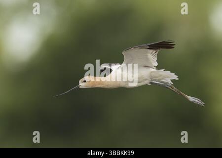 Avocet américain (Recurvirostra americana) volant, Californie, États-Unis, Amérique du Nord Banque D'Images