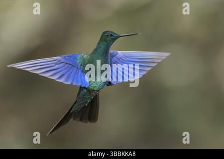 Grand Saphirewing (Pterophanes cyanopterus) volant en se nourrissant d'une fleur dans les Andes en Équateur Banque D'Images