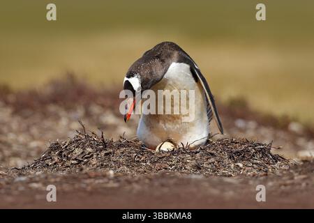 Pingouin nichant sur la prairie. Le pingouin de Gentoo dans le nid avec deux œufs, îles Falkland. Comportement animal, oiseau dans le nid avec oeuf. Scène de la faune Banque D'Images