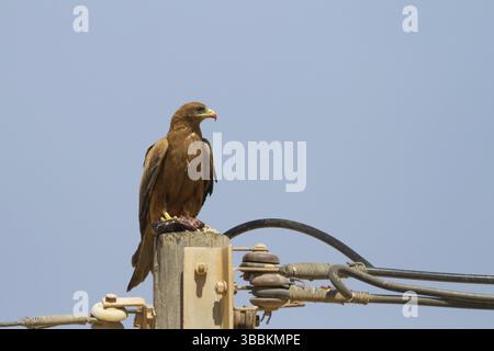 Cerf-volant à bec jaune (Milvus aegyptius), Oman, Asie Banque D'Images